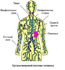 То, что необходимо знать об иммунитете. Ключ от крепкого здоровья в твоих руках!