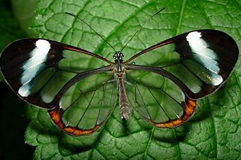 Невероятные бабочки с прозрачными крыльями...