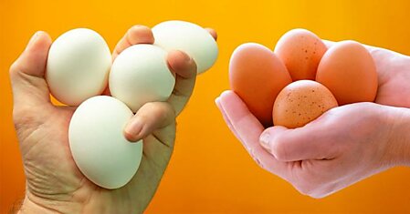 Чем коричневые яйца отличаются от белых, выбираю более ценный продукт для детей