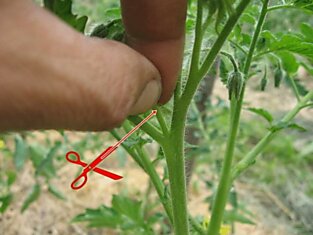Как правильно увеличить органический урожай томатов