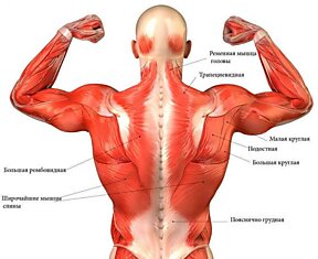 Как помочь позвоночнику: Комлекс упражнений на укрепление мышц спины