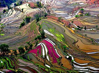 Это не картины Ван Гога, а рисовые поля в Китае