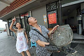Китайского продавца вермишели едва не убила пролетавшая мимо черепаха