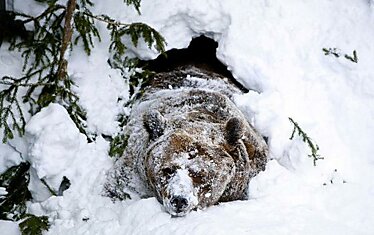 Бурый медведь по кличке Палле-Йосеппи