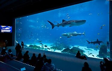 Самый большой аквариум в мире (26 фото)
