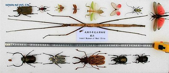 В Китае нашли самое большое насекомое в мире