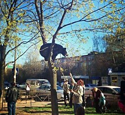 Русские медведи
