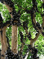 Жаботикаба – дерево с плодами, растущими из ствола
