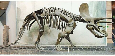Найден еще один скелет динозавра