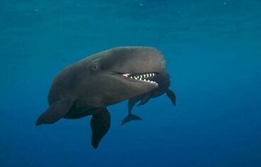 Веселый кит (9 фото)