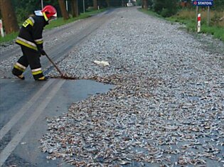 Рыбный дождь в Польше