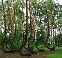 Уникальный лес с изогнутыми деревьями