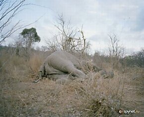Судьба умершего слона в Зимбабве (9 фото)