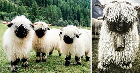Интернет не может понять: то ли эти овечки чертовски милые, то ли пугающие