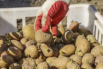 Почему опытные огородники сажают картофель только по лунному календарю и как выбрать благополучные даты
