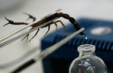 Яд скорпиона может вылечить синдром Бругала