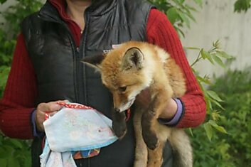 В Омске спасли лисёнка от неминуемой гибели