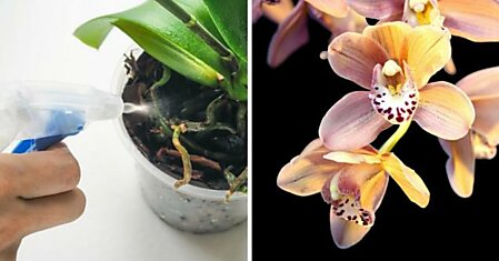 Хитрости ухода за орхидеей