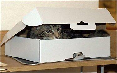 Одна коробка для котиков