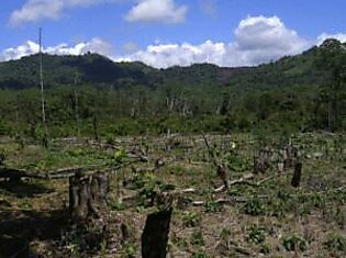 Незаконная вырубка амазонских лесов увеличилась на 29 процентов