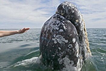 Самые дружелюбные киты в мире
