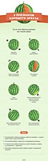 8 признаков хорошего арбуза