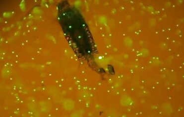 Зоопланктон, поедающий пластик, сняли на видео