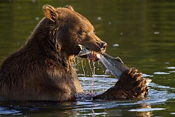 Быль о бурых медведях