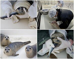 Датчане - спасители тюленей