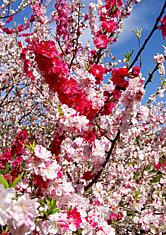 Весна. Природа Красота. 2 (много фото)