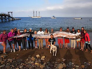 В Калифорнии поймали рыбу-гиганта