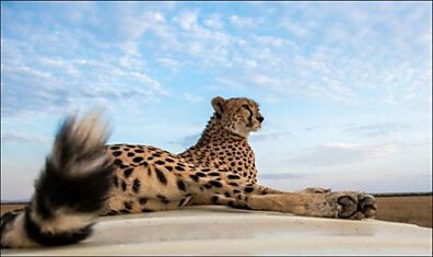Как фотографы делают снимки животных во время сафари