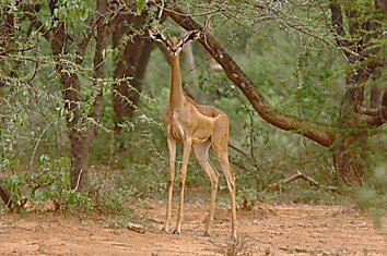 Геренук -  жирафовая газель
