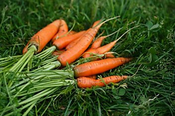 Чтобы получить крупные плоды, заядлые огородники сажают морковь с манкой