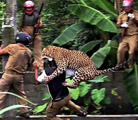 Леопард нападает на лесника в деревне Пракаш Нагар, Индия