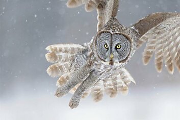 25 обалденных фотографий, сделанных в нужный момент