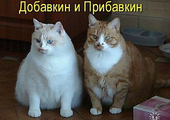 Забавный котопозитив