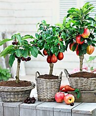 Не обязательно иметь сад под окнами, чтобы выращивать фрукты!