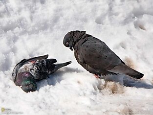 Голубь "оплакивает" своего умершего партнера. Фото интересно тем, что голубь очень по-человечески ведет себя в этой ситуации.