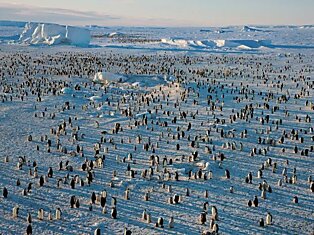 В колонии на ледяном море Росса императорские пингвины