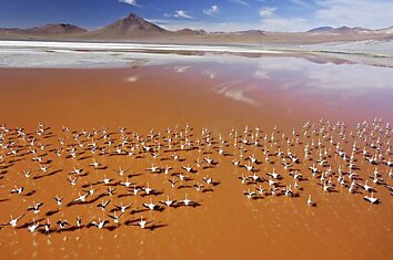 Стая редких фламинго на озере в Боливии