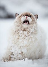 Первый снег для кота