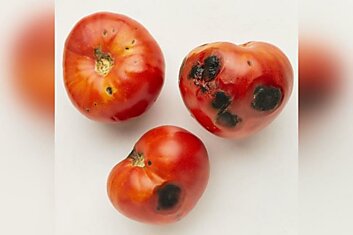 Можно ли как-то спасти помидоры, которые попали в объятия плесени, не спеши смотреть в сторону мусорки