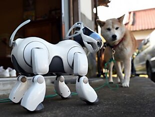 Смертность собаки-робота Aibo