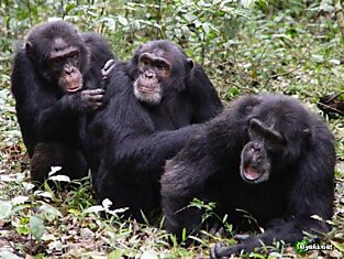 10 фактов о сходствах и различиях между человеком и шимпанзе