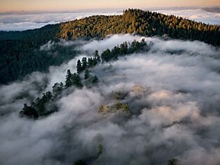 Покрывало прибрежного тумана в национальном парке Гумбольдта