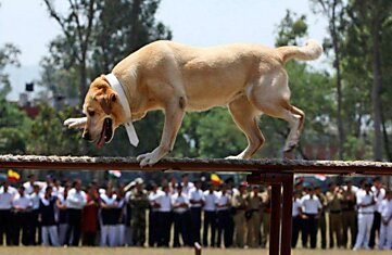 Собаки - самые верные спутники военных и спасателей.