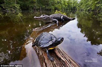 Черепаха на спине у крокодила! 