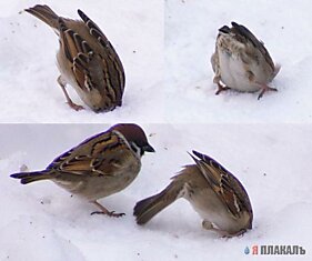 Птичка убила себя об снег