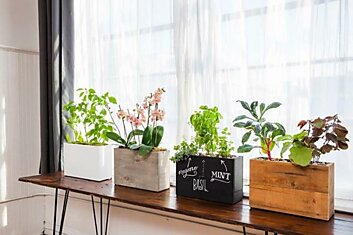 Какие комнатные растения излучают положительную энергию